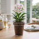 Eden Orchid Planter - 15cm - Polypropylene - Clear Design