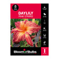 Bloomin Bulbs Summer Daylily 1 Pack - Pink Stripes - 193mm x 130mm - Drought Resistant