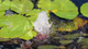 Aquapro Water Feature Pump - 1.2m - Compact Design - Flow Adjustable