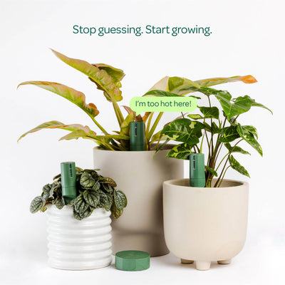 Willow Smart Indoor Plant Sensor Plant Parent Pack Moss - 3 Sensors - 260mm x 40mm x 197mm - Monitors Soil Moisture, Light, Temperature, Humidity