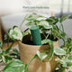 Willow Smart Indoor Plant Sensor Urban Jungle Pack - 5 Sensors & Hub - 355mm x 40mm x 197mm - Monitors Soil Moisture, Light, Temperature, Humidity