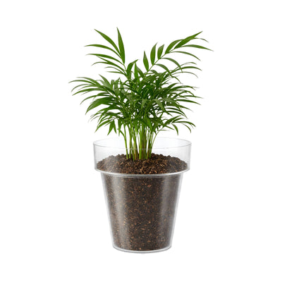 Eden Clear Planter 20cm Polypropylene Lightweight Durable Design