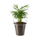 Eden Clear Planter 20cm Polypropylene Lightweight Durable Design