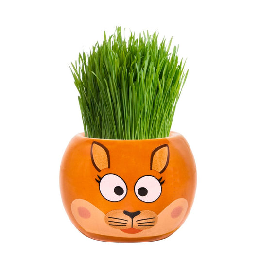 Mr Fothergill Kangaroo Grass Hair Kit - 60mm - Easy To Grow - Fun – view 2 - Auzzistore