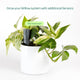 Willow Smart Indoor Plant Sensor - Charcoal - Monitors Soil Moisture, Light, Temperature, Humidity - Bluetooth Connectivity