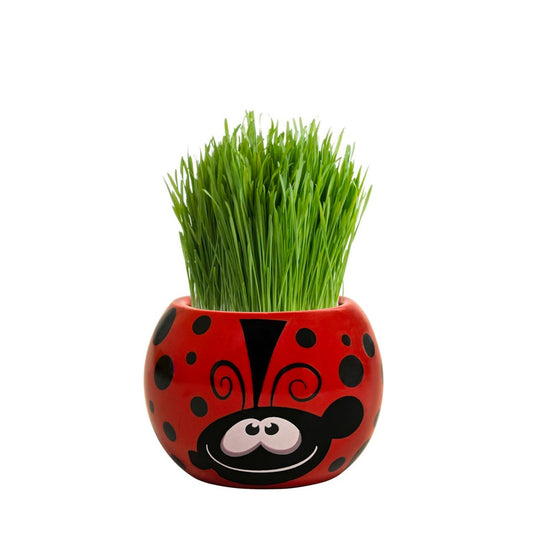 Mr Fothergill Grass Hair Ladybug Grow Kit - 60mm x 47mm x 60mm – view 2 - Auzzistore