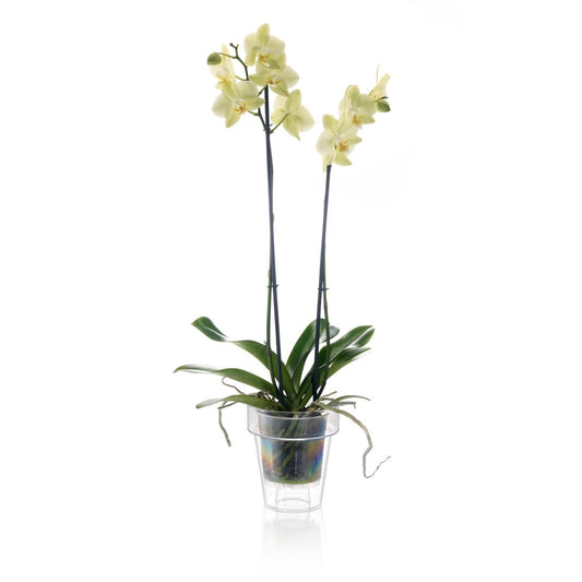 Eden Orchid Planter - 15cm - Polypropylene - Clear Design – view 2