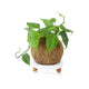 Kokedama Kit - 150mm - Ceramic - Unique Plant Display