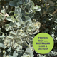 Bunji Nanna S Lamb Saltbush Stew Treat 400g - Natural Ingredients - Easy Digestion