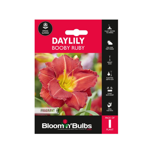 Bloomin Bulbs Daylily Booby Ruby 1 Pack - 193mm x 130mm x 60mm - Burgundy Red Blooms - Easy to Grow - Auzzistore