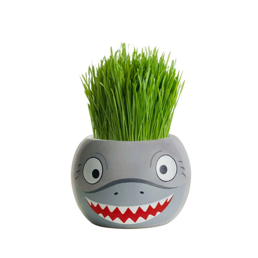 Mr Fothergill Grass Hair Shark - 60mm - Ryegrass - Fun Indoor Growing – view 2 - Auzzistore