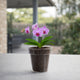 Eden Orchid Planter - 15cm - Polypropylene - Clear Design
