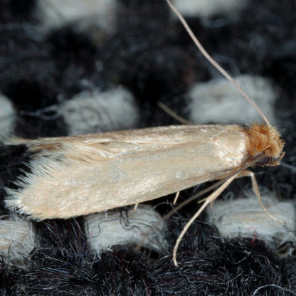 EnviroSafe Clothes Moth Trap 2 Pack - Eco-Friendly, Non-Toxic, Long-Lasting Detection