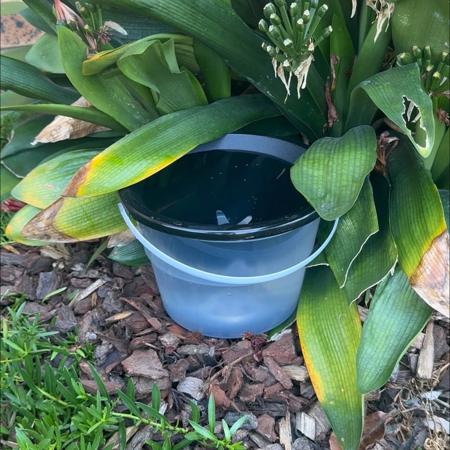 EnviroSafe Mosquito Larval Trap - Eco-Friendly, Chemical-Free, Targets Larvae, Includes Booster