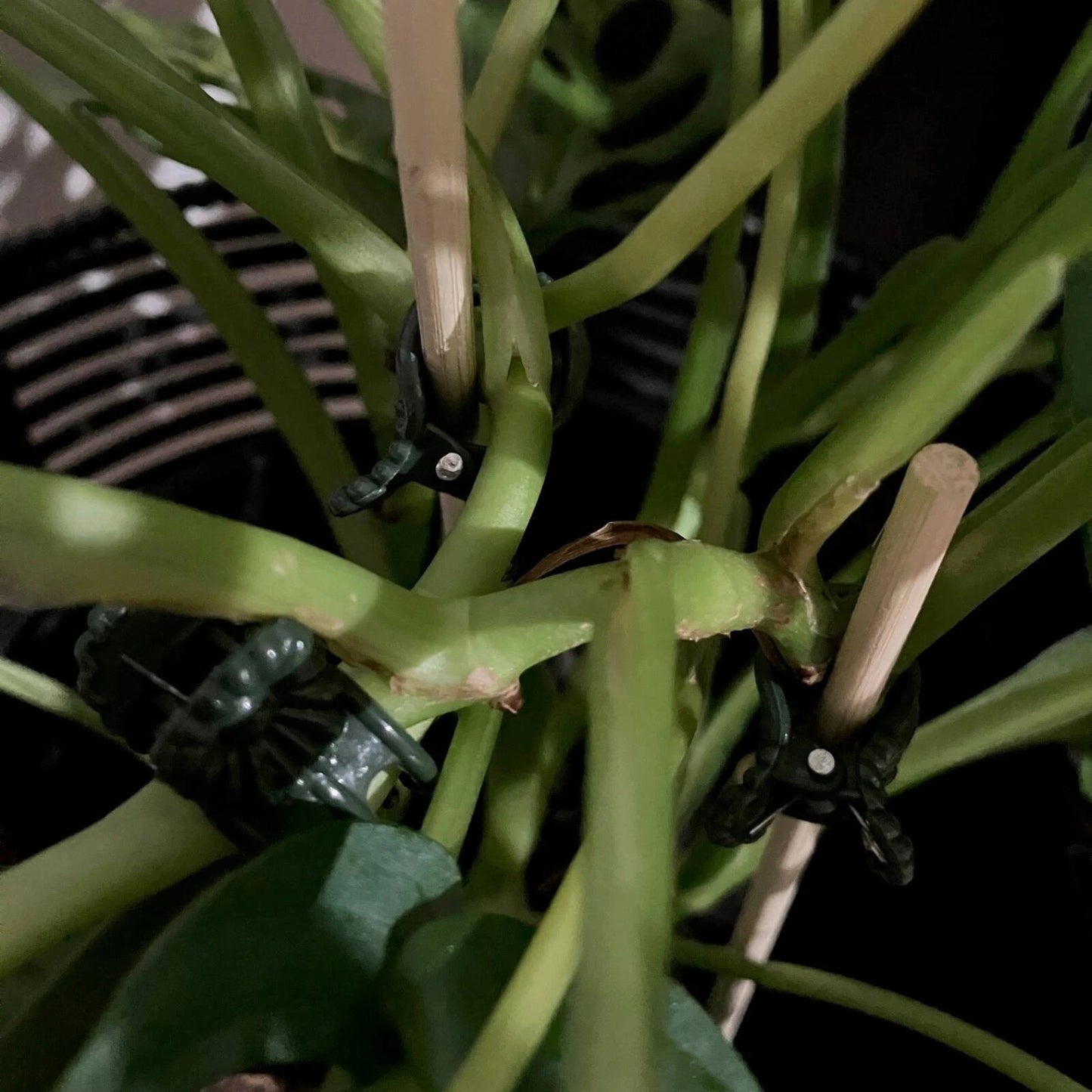 Jack Decorative Orchid Clips 20 Pack - Secure, Spring-Loaded, Gentle Plant Support