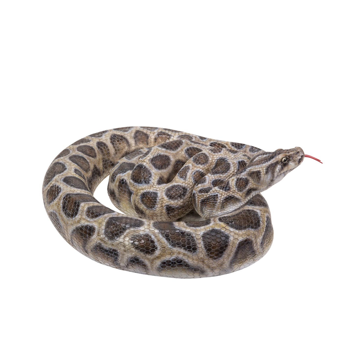 Northcote Pottery 45cm Black Resin Python Garden Statue - Realistic Hand-Painted Design