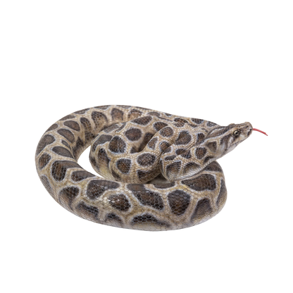 Northcote Pottery 45cm Black Resin Python Garden Statue - Realistic Hand-Painted Design