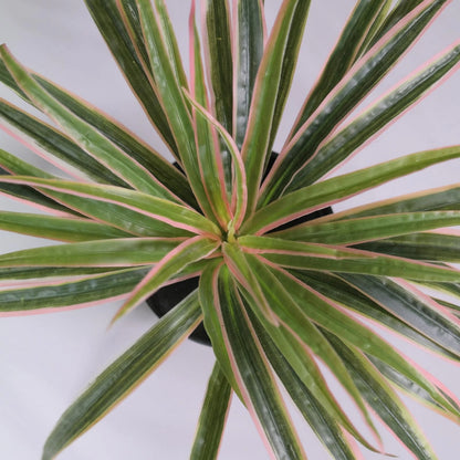 UN-REAL 30cm Pink Artificial Spider Plant - Vibrant Indoor Decor, Maintenance-Free