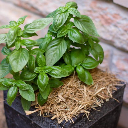 Oreco Sugar Cane Mulch 26m² - Moisture Retention, Weed Suppression, Eco-Friendly