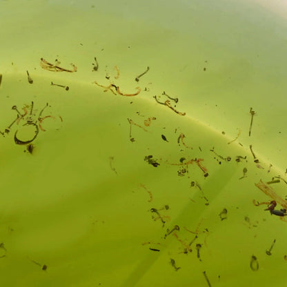 EnviroSafe Mosquito Larval Trap - Eco-Friendly, Chemical-Free, Targets Larvae, Includes Booster