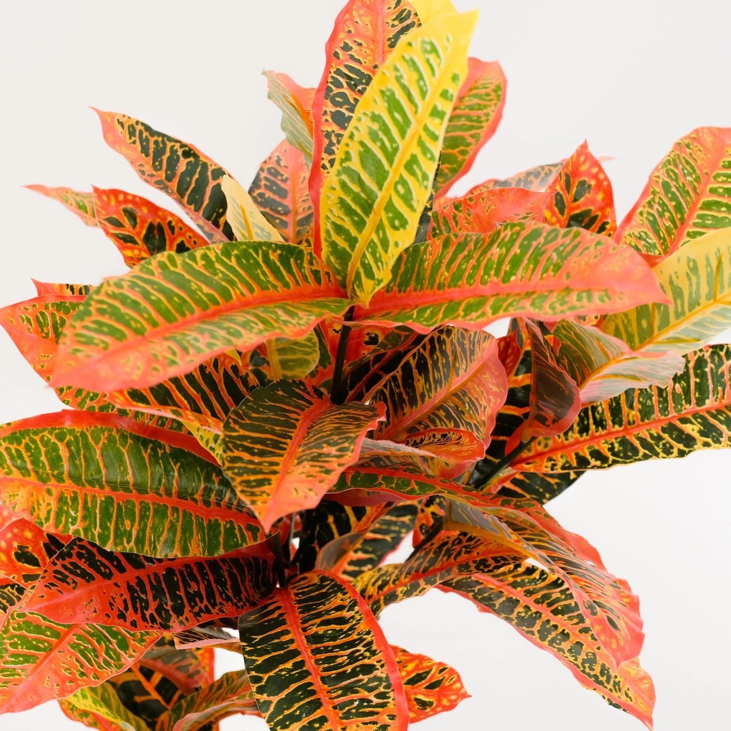UN-REAL 95cm Artificial Petra Croton Tree - Vibrant Multicoloured Foliage, Low Maintenance