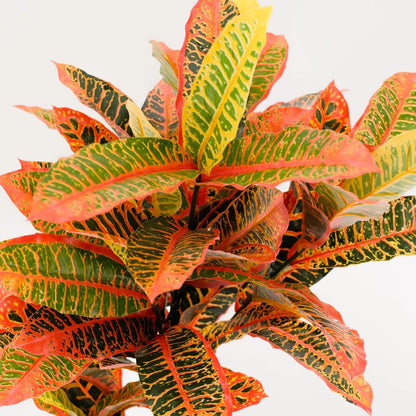 UN-REAL 95cm Artificial Petra Croton Tree - Vibrant Multicoloured Foliage, Low Maintenance