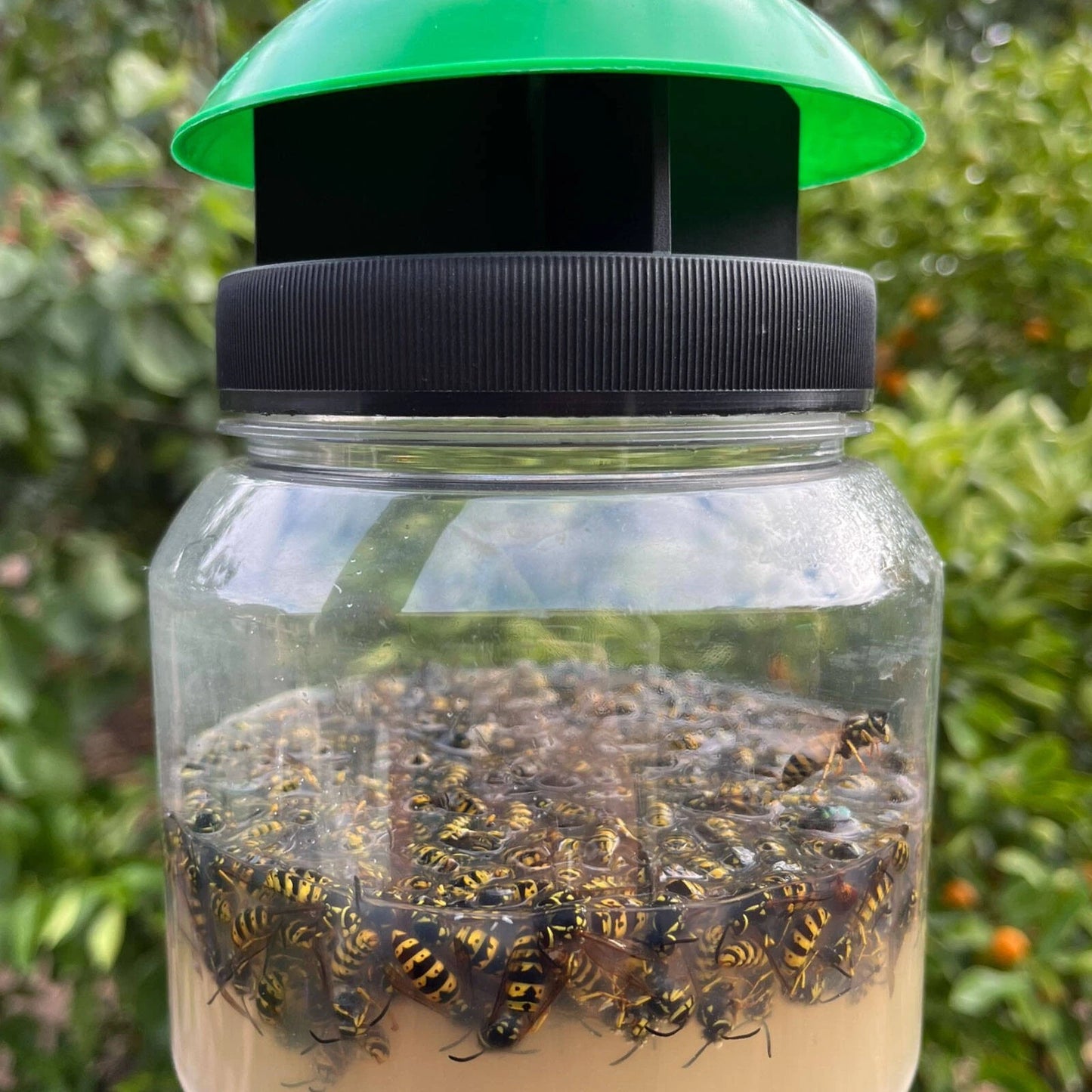 Envirosafe European Wasp Trap - Non-Toxic, Rapid Activation, Outdoor Use