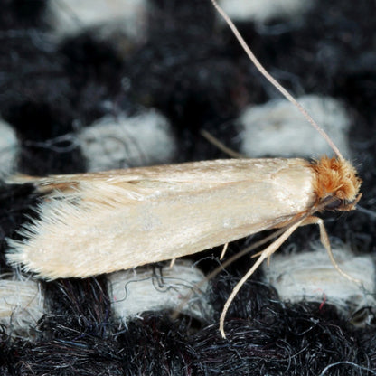 EnviroSafe Clothes Moth Trap, Pesticide-Free, 3-Month Pheromone Lure, Large Area Coverage