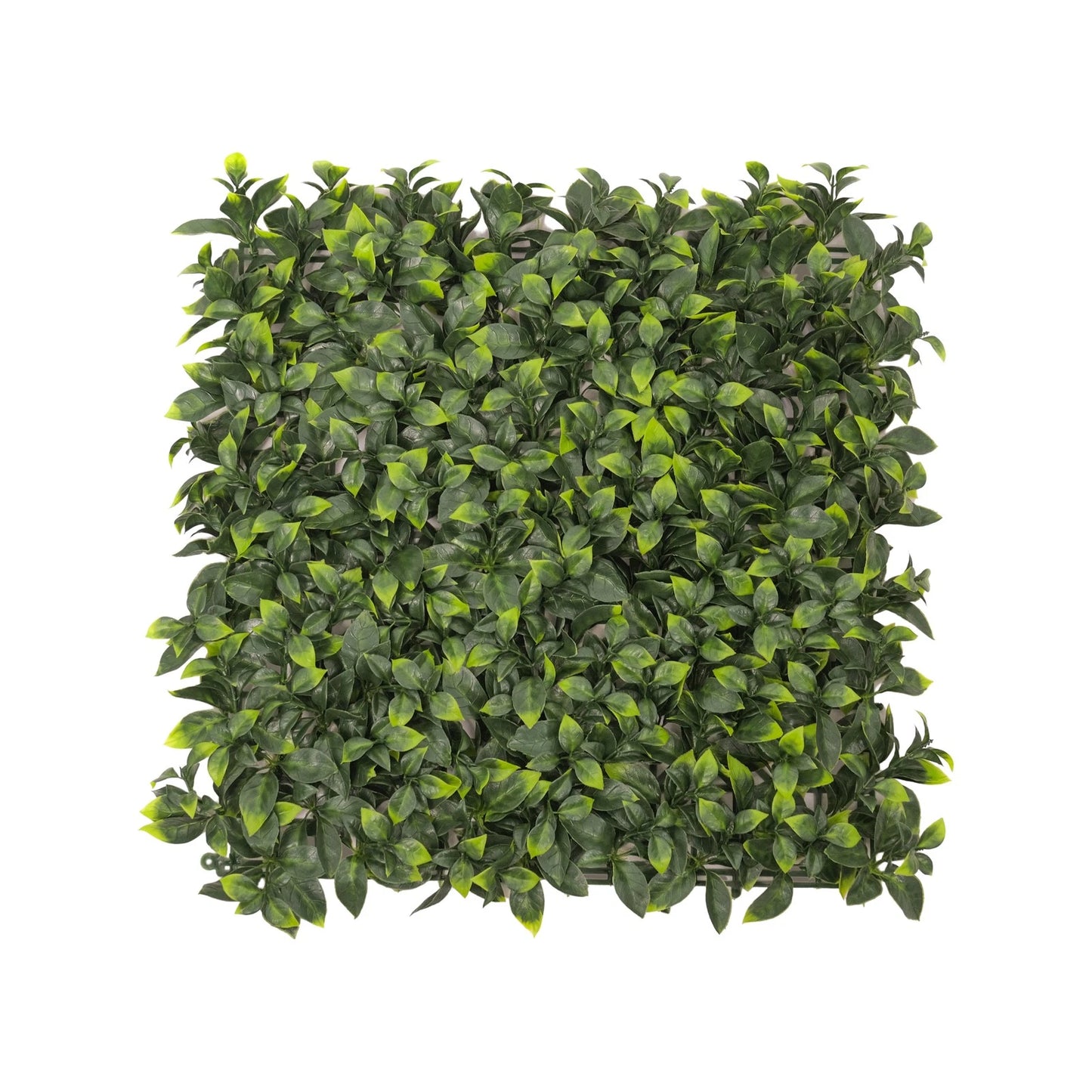 UN-REAL 50x50cm Pittosporum Artificial Hedge Tile, UV Treated, Weather-Resistant, Easy Install
