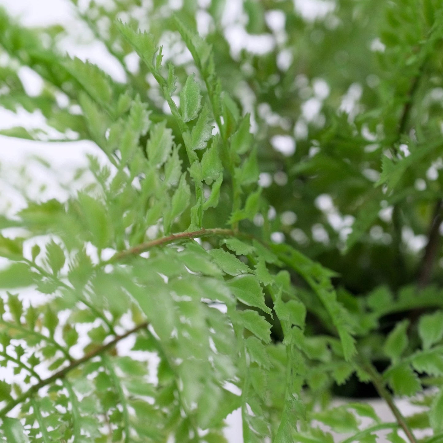 Artificial Rabbit's Foot Fern 35cm - Lifelike Faux Plant with Furry Rhizomes, No Maintenance