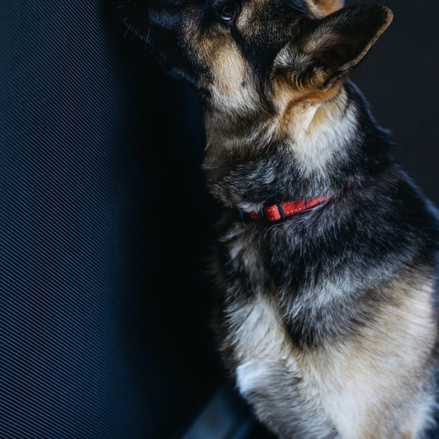 Cyclone Pet Mesh™ Flyscreen 1220mm x 2m - Durable, Pet & Child Resistant, Weatherproof