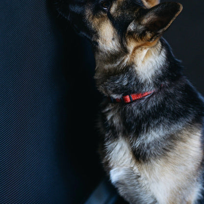 Cyclone Pet Mesh™ Flyscreen 1220mm x 2m - Durable, Pet & Child Resistant, Weatherproof