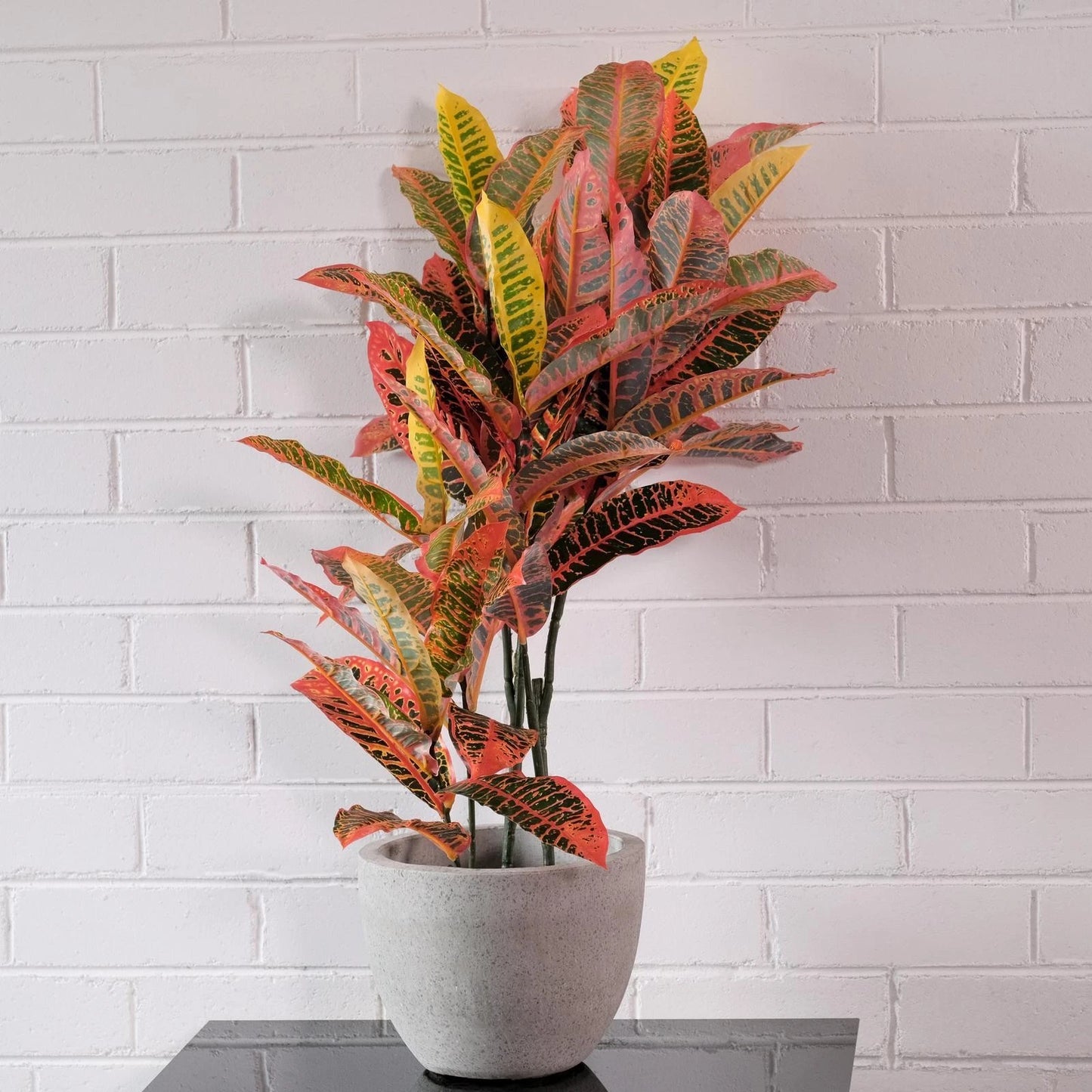 UN-REAL 95cm Artificial Petra Croton Tree - Vibrant Multicoloured Foliage, Low Maintenance