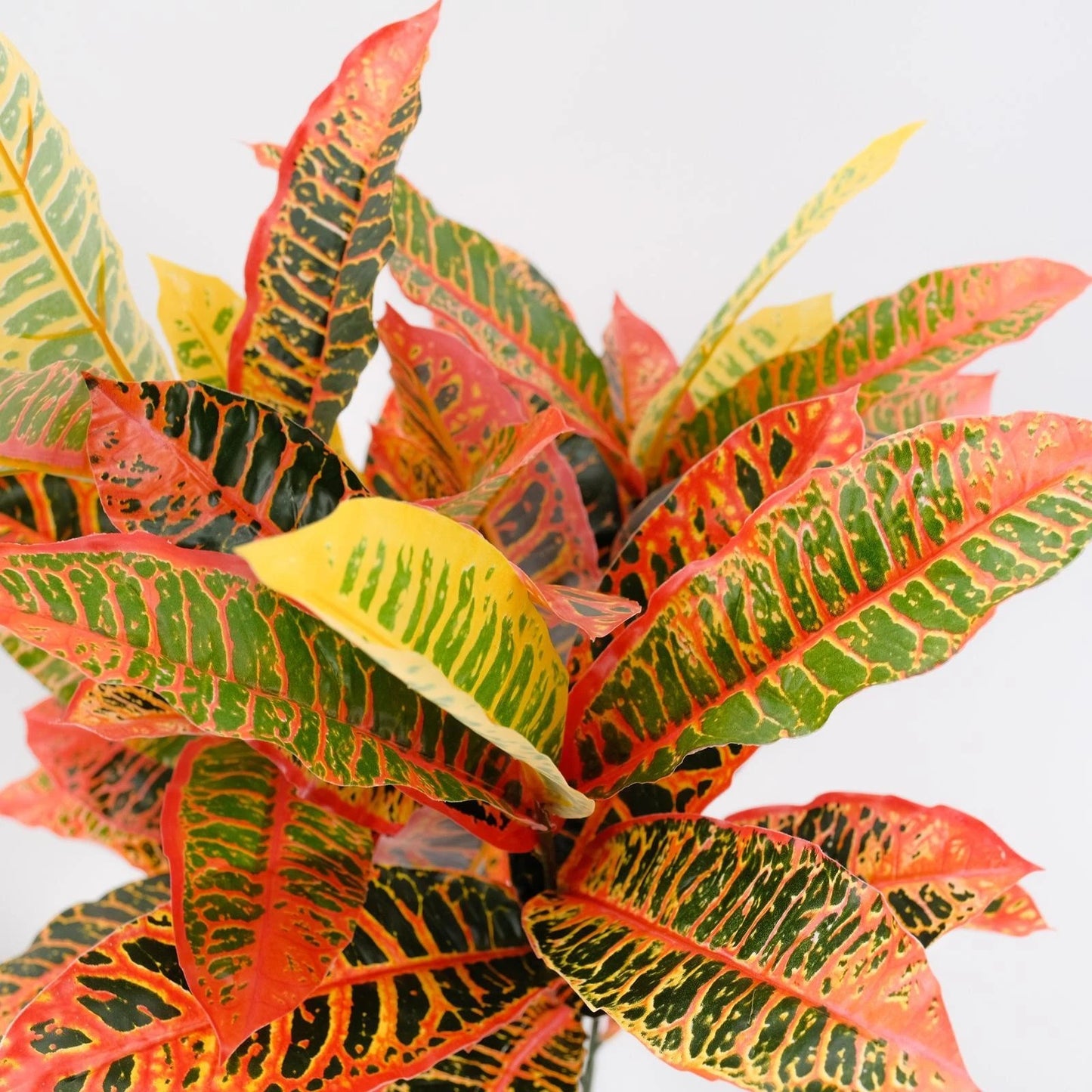 UN-REAL 95cm Artificial Petra Croton Tree - Vibrant Multicoloured Foliage, Low Maintenance