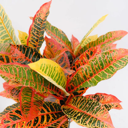UN-REAL 95cm Artificial Petra Croton Tree - Vibrant Multicoloured Foliage, Low Maintenance