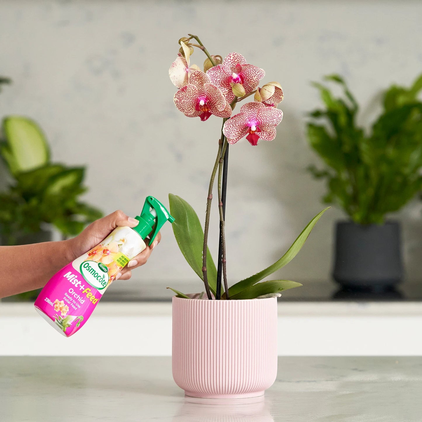 Scotts Osmocote Orchid Mist+Feed 236ml - Fast-Absorbing, Nutrient-Rich, Easy Spray