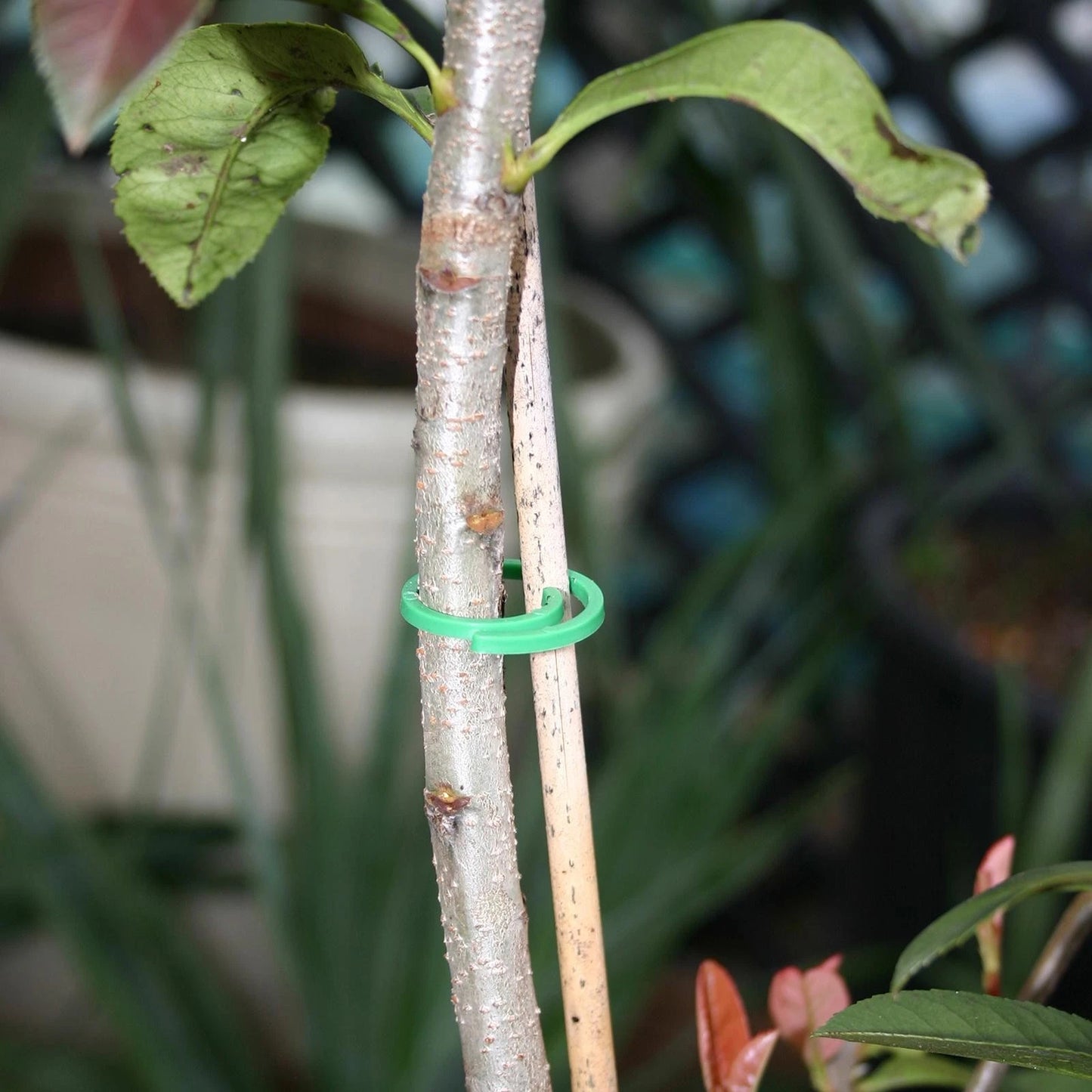 Jack Easi Clip Swirl Plant Ties 50 Pack - Soft, Easy Lock, Secure Hold, Indoor/Outdoor