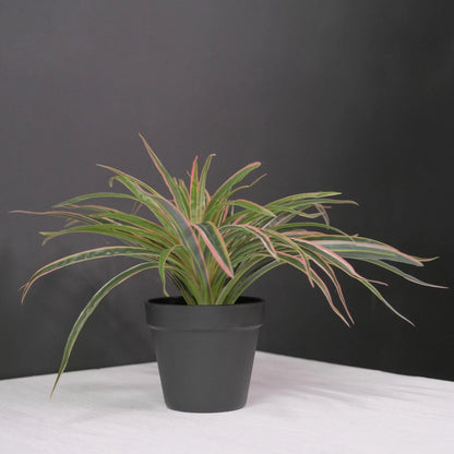 UN-REAL 30cm Pink Artificial Spider Plant - Vibrant Indoor Decor, Maintenance-Free
