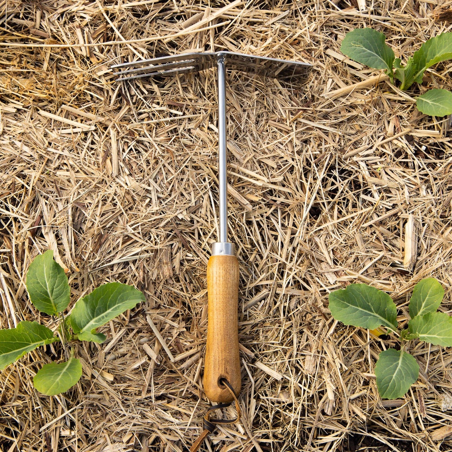 Cyclone Culti-Hoe Stainless Steel Garden Tool with Ash Handle & Lifetime Guarantee