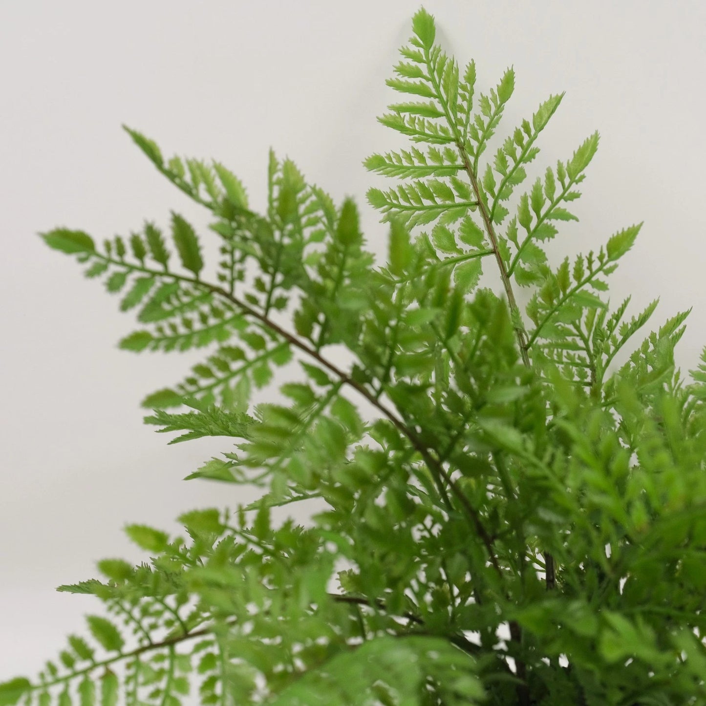 Artificial Rabbit's Foot Fern 35cm - Lifelike Faux Plant with Furry Rhizomes, No Maintenance