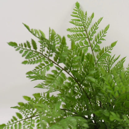 Artificial Rabbit's Foot Fern 35cm - Lifelike Faux Plant with Furry Rhizomes, No Maintenance