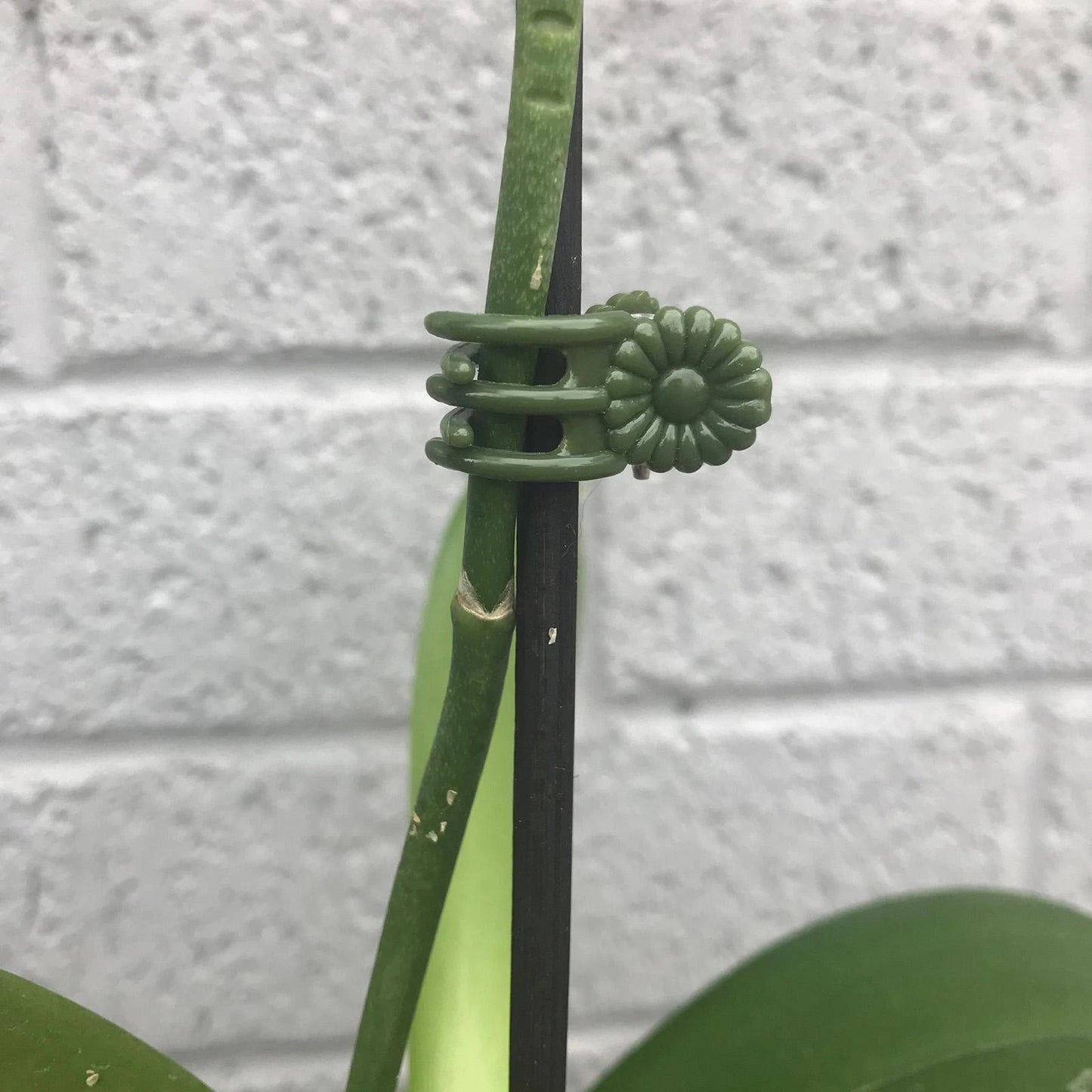 Jack Decorative Orchid Clips 20 Pack - Secure, Spring-Loaded, Gentle Plant Support