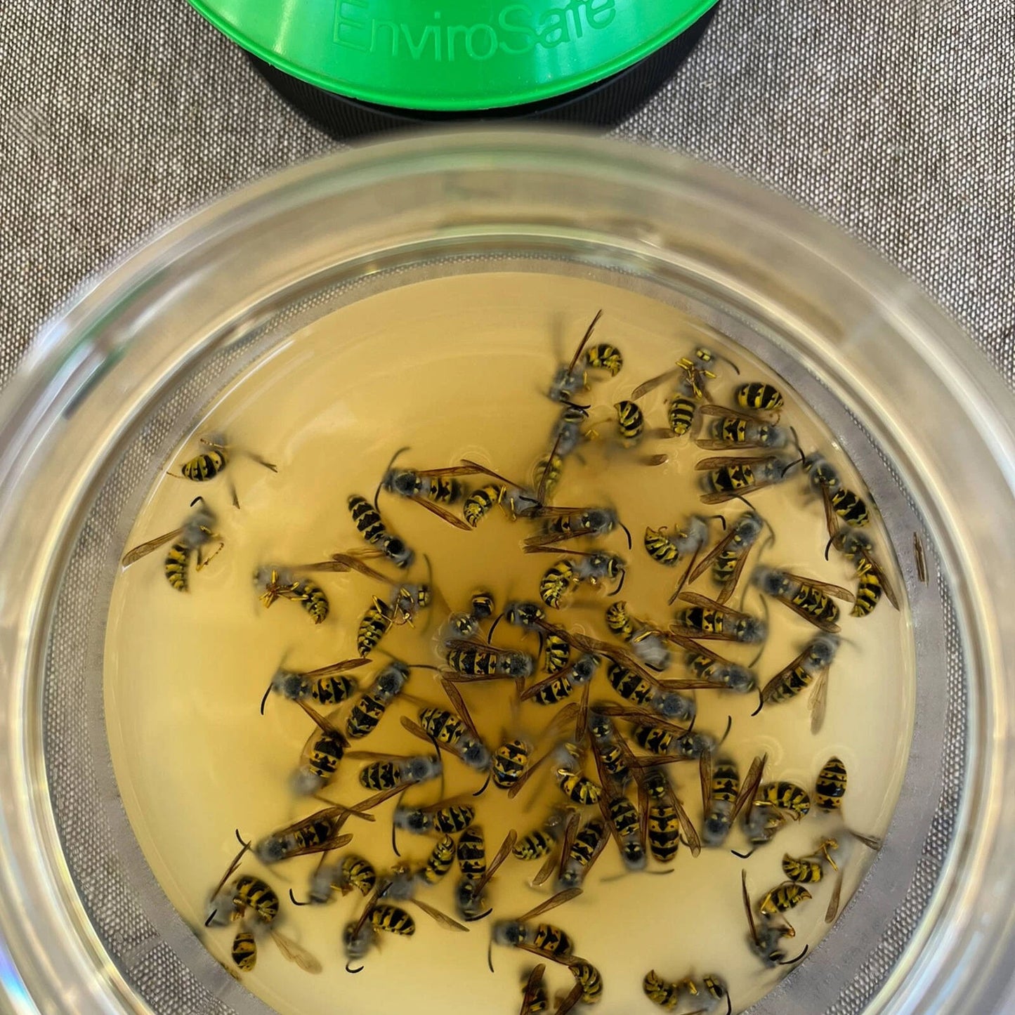 Envirosafe European Wasp Bait Refill 2 Pack - Fast-Acting, Non-Toxic, Outdoor Use