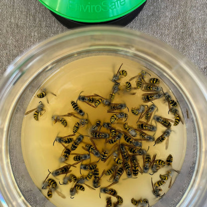 Envirosafe European Wasp Bait Refill 2 Pack - Fast-Acting, Non-Toxic, Outdoor Use