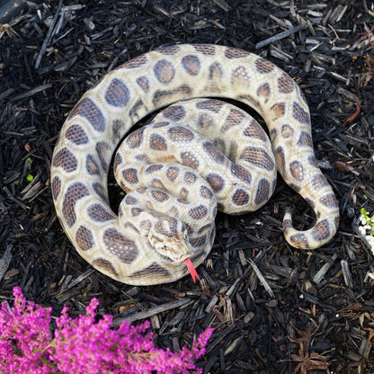 Northcote Pottery 45cm Black Resin Python Garden Statue - Realistic Hand-Painted Design