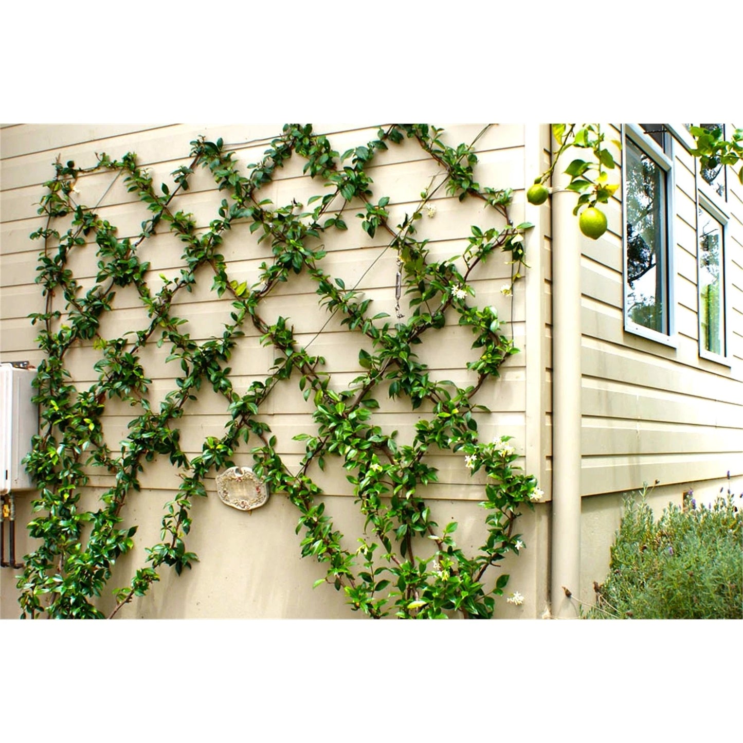 Jack 5m Grip And Grow Trellis Kit - Supports Climbing Plants, Easy Install, Custom Design