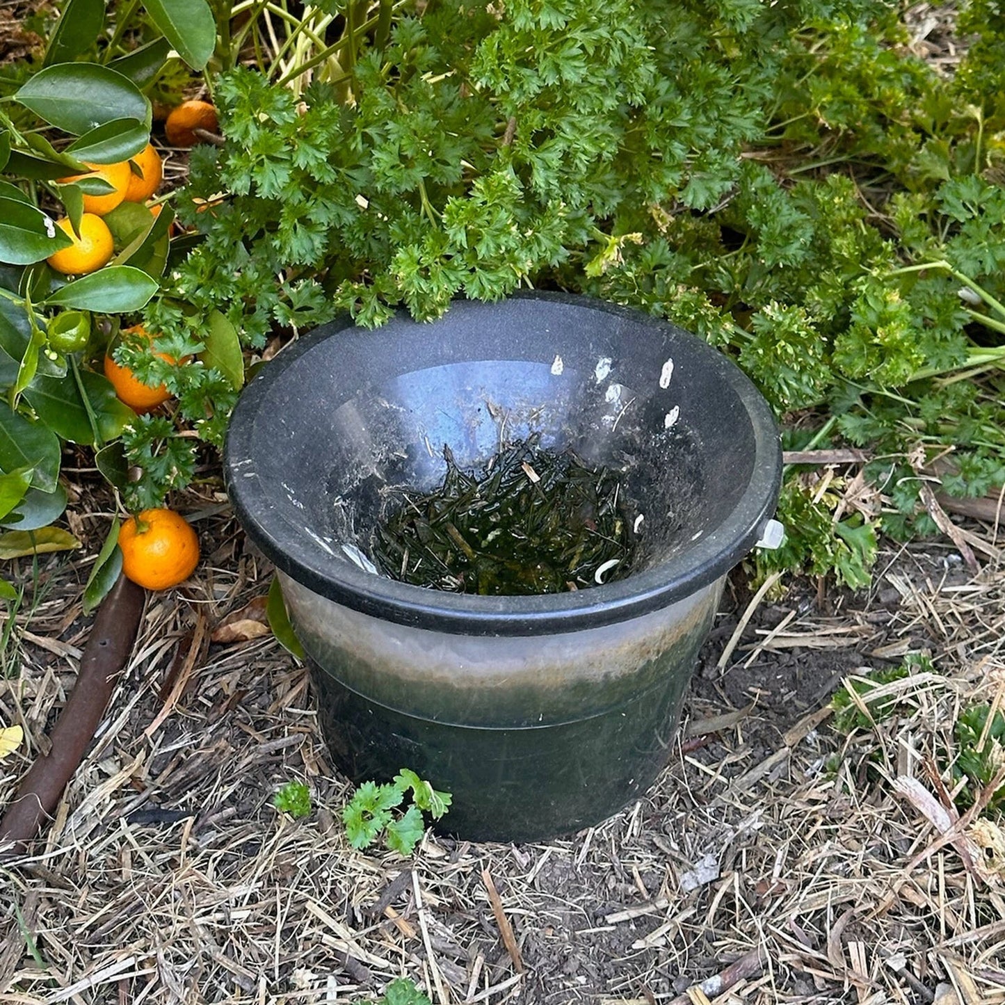 EnviroSafe Mosquito Larval Trap - Eco-Friendly, Chemical-Free, Targets Larvae, Includes Booster