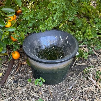 EnviroSafe Mosquito Larval Trap - Eco-Friendly, Chemical-Free, Targets Larvae, Includes Booster