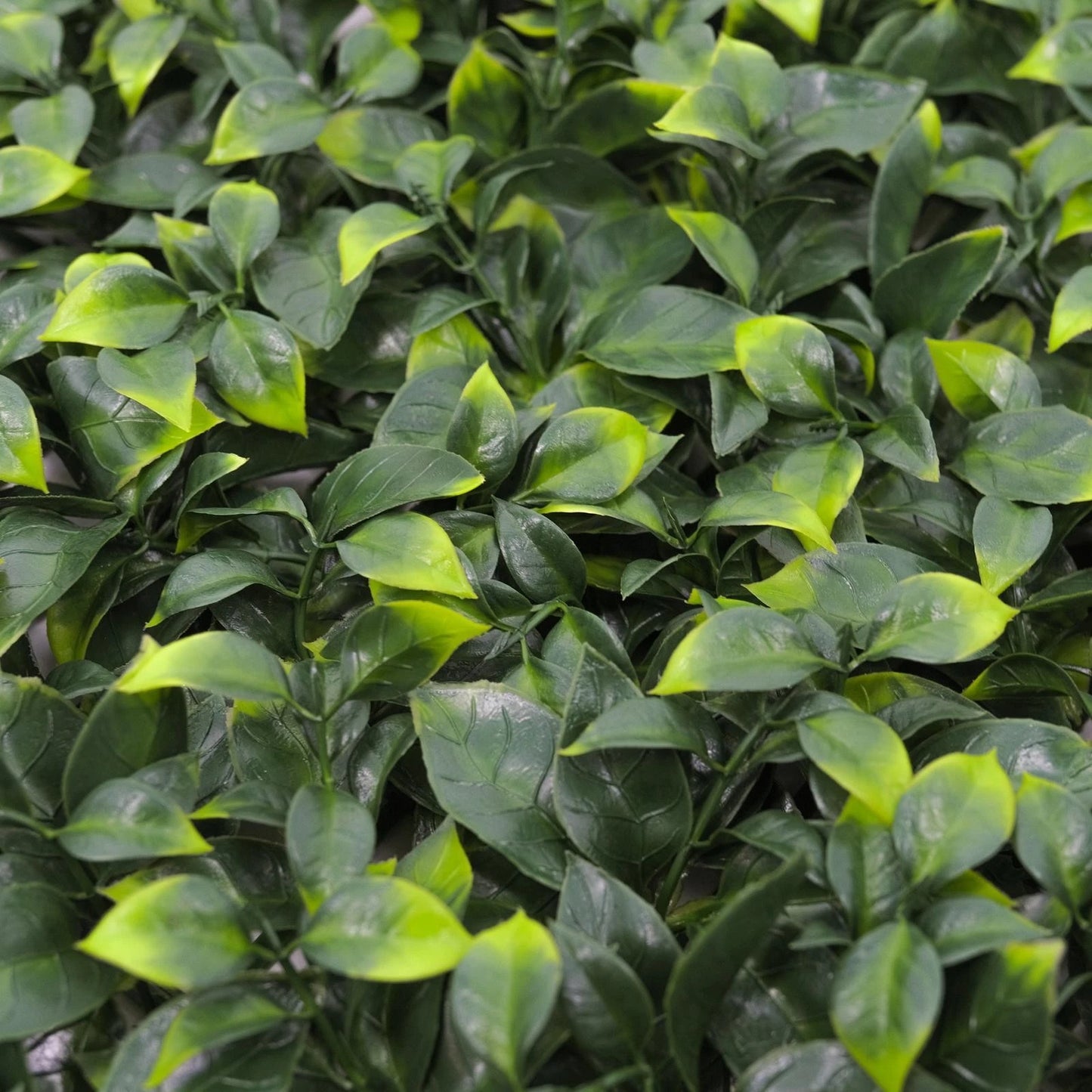 UN-REAL 50x50cm Pittosporum Artificial Hedge Tile, UV Treated, Weather-Resistant, Easy Install