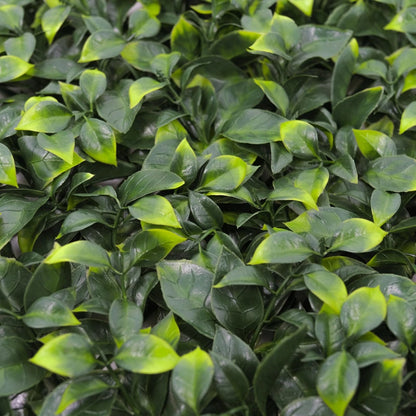 UN-REAL 50x50cm Pittosporum Artificial Hedge Tile, UV Treated, Weather-Resistant, Easy Install